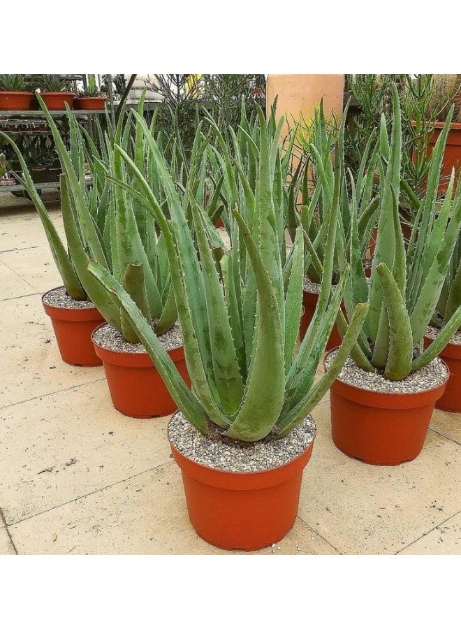 نبات الصبار الحي، نبات عصاري طبي للأماكن الداخلية، مجموعة من 2 نبات في أصيص - Image 5